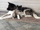 Собаки, щенята Американський акіта, ціна 30000 Грн., Фото