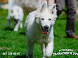 Собаки, щенки Белая Швейцарская овчарка, цена 11900 Грн., Фото
