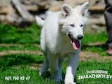 Собаки, щенята Біла Швейцарська вівчарка, ціна 11900 Грн., Фото
