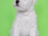 Собаки, щенки Джек Рассел терьер, цена 16000 Грн., Фото