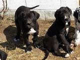 Собаки, щенки Немецкий дог, цена 1500 Грн., Фото