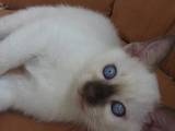 Кошки, котята Тайская, цена 6400 Грн., Фото