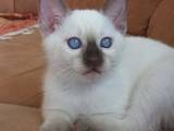 Кошки, котята Тайская, цена 6400 Грн., Фото