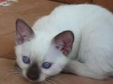 Кішки, кошенята Тайська, ціна 6400 Грн., Фото