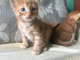 Кошки, котята Сибирская, цена 1 Грн., Фото