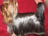 Собаки, щенята Йоркширський тер'єр, ціна 18000 Грн., Фото