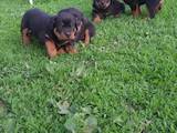 Собаки, щенки Ротвейлер, цена 2800 Грн., Фото