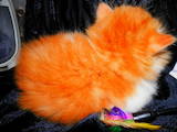 Кішки, кошенята Персидська, ціна 2500 Грн., Фото