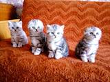 Кошки, котята Шотландская короткошерстная, цена 2500 Грн., Фото