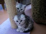 Кішки, кошенята Шотландська короткошерста, ціна 2500 Грн., Фото