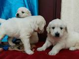Собаки, щенки Золотистый ретривер, цена 5000 Грн., Фото