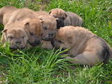 Собаки, щенята Шарпей, ціна 2500 Грн., Фото