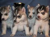 Собаки, щенки Сибирский хаски, цена 5000 Грн., Фото