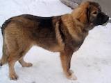 Собаки, щенки Кавказская овчарка, цена 8000 Грн., Фото