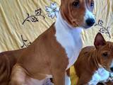 Собаки, щенята Басенджі, ціна 12500 Грн., Фото