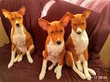 Собаки, щенки Басенджи, цена 12500 Грн., Фото