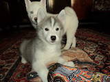 Собаки, щенки Американский акита, цена 3000 Грн., Фото