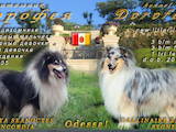 Собаки, щенята Довгошерстий коллі, ціна 10000 Грн., Фото