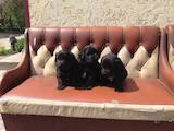 Собаки, щенки Ньюфаундленд, цена 5300 Грн., Фото