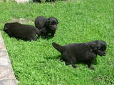 Собаки, щенята Ньюфаундленд, ціна 5300 Грн., Фото