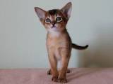 Кошки, котята Абиссинская, цена 16500 Грн., Фото
