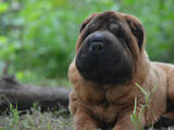 Собаки, щенята Шарпей, ціна 5000 Грн., Фото