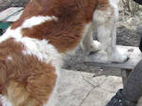 Собаки, щенята Сенбернар, ціна 3500 Грн., Фото