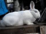 Тваринництво,  Сільгосп тварини Кролики, Нутрії, ціна 250 Грн., Фото