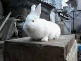 Тваринництво,  Сільгосп тварини Кролики, Нутрії, ціна 250 Грн., Фото