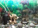 Рибки, акваріуми Акваріуми і устаткування, ціна 700 Грн., Фото