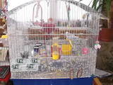 Попугаи и птицы Клетки  и аксессуары, цена 500 Грн., Фото