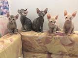 Кішки, кошенята Канадський сфінкс, ціна 1600 Грн., Фото