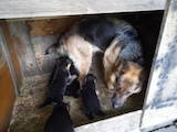 Собаки, щенята Східно-Європейська вівчарка, ціна 2500 Грн., Фото