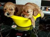 Собаки, щенки Английский коккер, цена 750 Грн., Фото