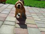Собаки, щенята Англійський коккер, ціна 750 Грн., Фото