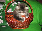 Кошки, котята Персидская, цена 1100 Грн., Фото
