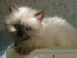 Кошки, котята Рэгдолл, цена 3500 Грн., Фото