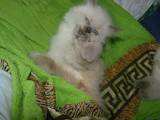 Кошки, котята Рэгдолл, цена 3500 Грн., Фото