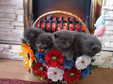 Кішки, кошенята Бірманська, ціна 1300 Грн., Фото
