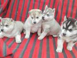Собаки, щенки Сибирский хаски, цена 3000 Грн., Фото