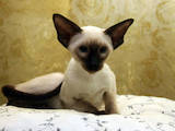 Кішки, кошенята Сіамська, ціна 7500 Грн., Фото