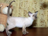 Кошки, котята Сиамская, цена 7500 Грн., Фото