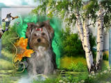 Собаки, щенки Йоркширский терьер, цена 12000 Грн., Фото