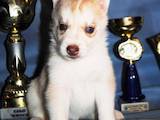 Собаки, щенки Сибирский хаски, цена 3500 Грн., Фото