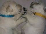 Собаки, щенки Золотистый ретривер, цена 7500 Грн., Фото