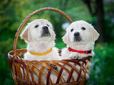 Собаки, щенята Золотистий ретрівер, ціна 7500 Грн., Фото