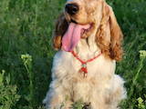 Собаки, щенята Англійський коккер, ціна 9000 Грн., Фото