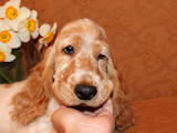 Собаки, щенята Англійський коккер, ціна 9000 Грн., Фото