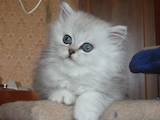 Кішки, кошенята Персидська, ціна 3555 Грн., Фото