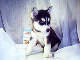 Собаки, щенки Сибирский хаски, цена 41000 Грн., Фото